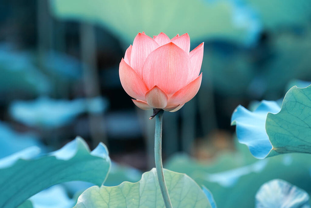 Fleur de lotus et plantes de fleur de lotus
 - Photo, image