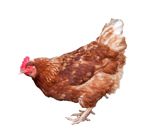 Brown hen isolated on white background - Photo, Image
