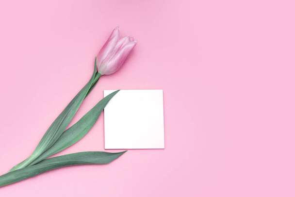 Rózsaszín tulipán rózsaszín háttér. - Fotó, kép