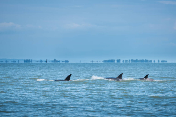 Ballenas jorobadas en el hermoso paisaje del atardecer
 - Foto, imagen