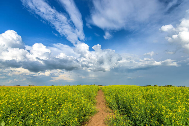Piękne pola rzepaku w lecie - Zdjęcie, obraz