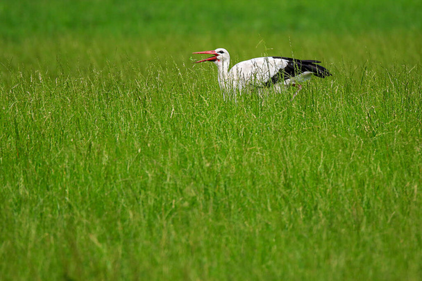 a stork during a successful hunt on a green meadow - Photo, Image