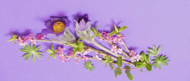 spring flowers on violet background - Fotoğraf, Görsel