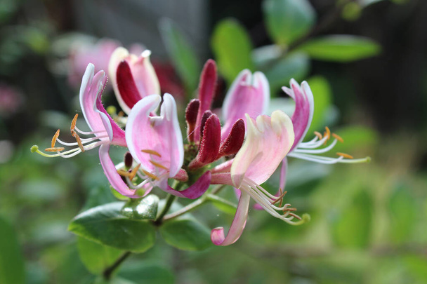 The flowers of Lonicera pericylmenum 'Belgica' also known as Dutch Honeysuckle or Dutch Woodbine. Sunlit and in close up in the summer. - Photo, Image