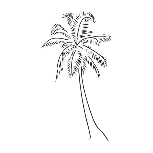 Kézzel rajzolt pálmafa - Vektor, kép