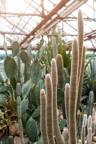 Various cactus in a conservatory glasshouse. Succulents in desert greenhouse planted in a botanical garden. - Photo, Image