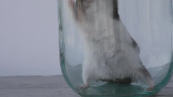 Hamster versucht aus Krug zu entkommen, Hamster will frei sein - Filmmaterial, Video