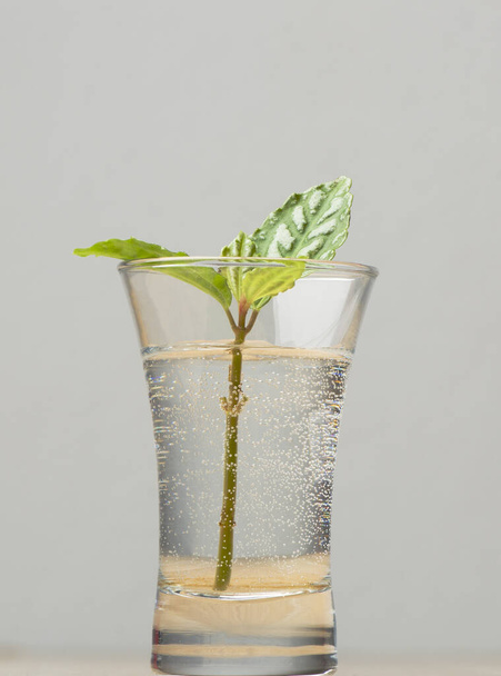 Jonge plant die thuis groeit in de bril - Foto, afbeelding