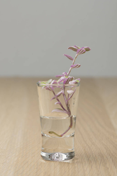 Młoda roślina rosnąca w okularach w domu - Zdjęcie, obraz