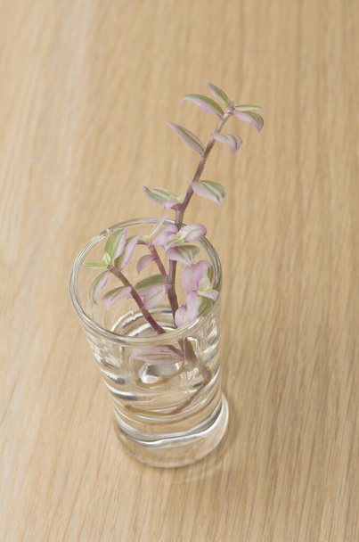 Young plant growing at home in the glasses - Foto, immagini