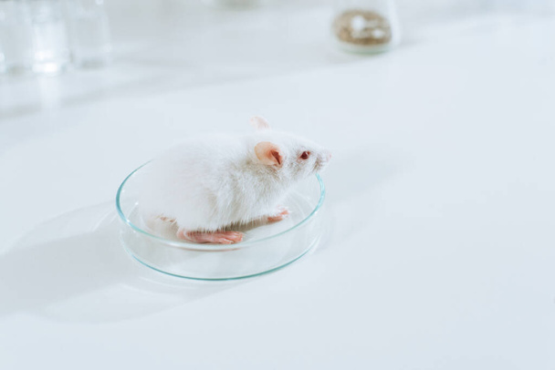 獣医学クリニックの机の上のペトリ皿の小さな白いマウスの高い角度ビュー - 写真・画像