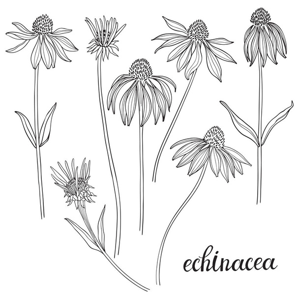 Flowers of echinacea isolated on white background. Black and white vector illustration. - Διάνυσμα, εικόνα