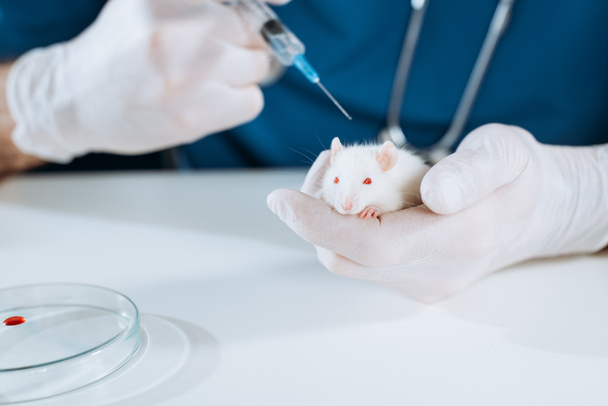 bijgesneden weergave van dierenarts in latex handschoenen met spuit met vaccin in de buurt van witte muis - Foto, afbeelding