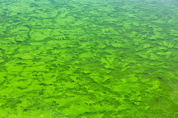 Οικολογική κρίση. Βρώμικη πράσινη βρώμικη λίμνη. Ρύπανση από πράσινα φύκια σε υδάτινη επιφάνεια. Οικολογική έννοια - Φωτογραφία, εικόνα