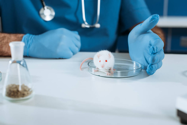 vista recortada del veterinario en guantes de goma cerca de ratón blanco en placa de Petri
 - Foto, Imagen