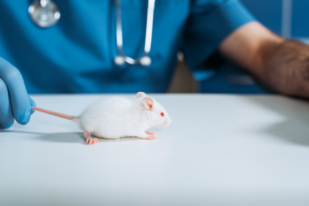 vista parcial del veterinario que sostiene la cola de ratón blanco en la clínica veterinaria
 - Foto, Imagen
