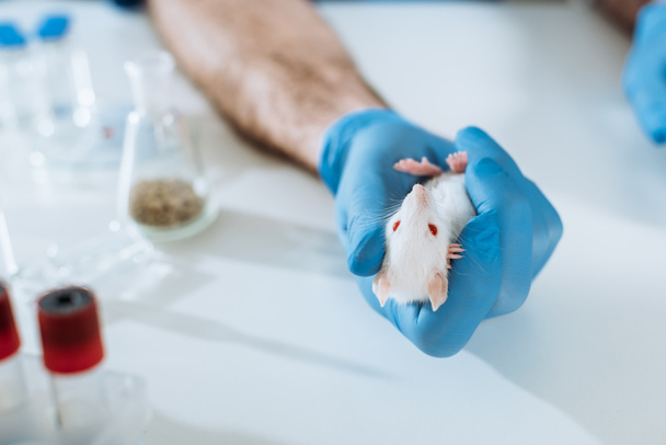 実験管の近くに白いマウスを持つラテックス手袋の獣医師のクロップドビュー - 写真・画像