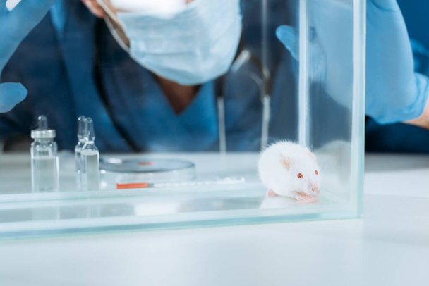 Ausgeschnittene Ansicht eines Tierarztes in medizinischer Maske und Latexhandschuhen, der Glaskasten mit weißer Maus in der Nähe von Ampullen und Behältern mit Medikamenten berührt - Foto, Bild