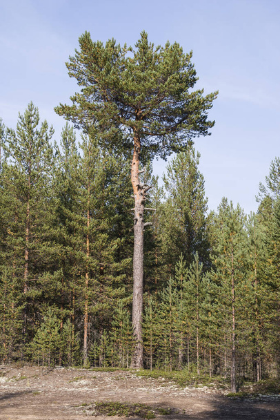 Forest landscape with a tree standing alone. A tall coniferous tree stands alone in a forest clearing. - Photo, image