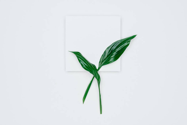 Creative layout made of papers and leaves Flat lay. Minimal natu - Foto, immagini