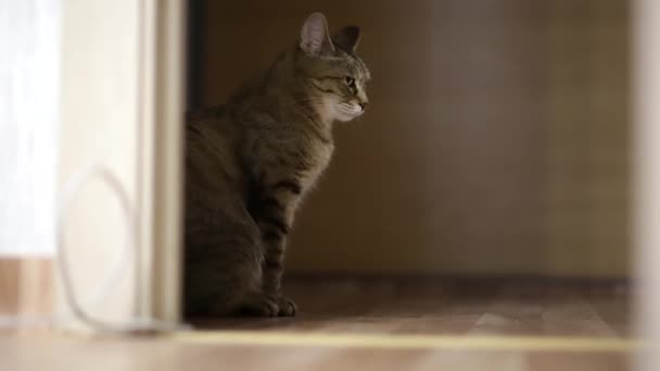 Cat, Bobtail seduta sulla soglia della stanza guarda la telecamera e si gira
. - Filmati, video