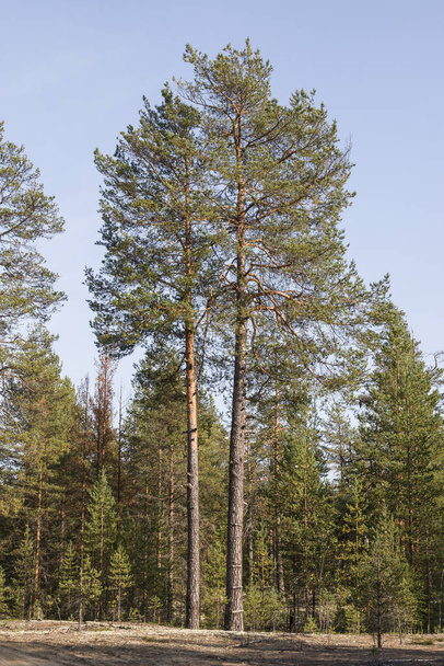 Forest landscape with a tree standing alone. A tall coniferous tree stands alone in a forest clearing. - Photo, Image