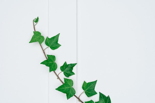 Kağıt ve yapraklardan oluşan yaratıcı bir düzen. Asgari doğa - Fotoğraf, Görsel