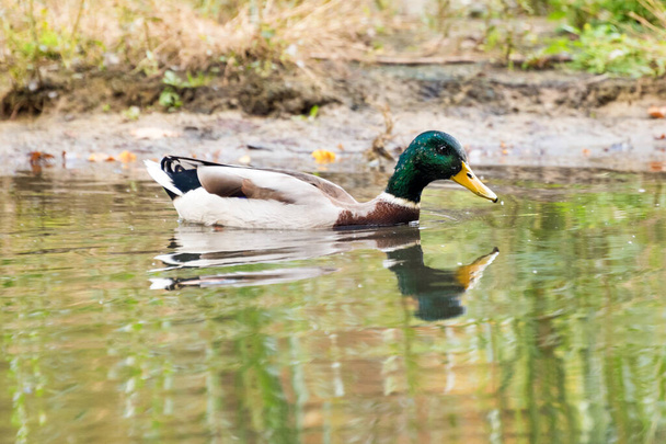 Mallard ördeği gölde ya da nehirde yüzüyor. Kuşlar ve hayvanlar, yaban hayatında sonbahar mevsimi - Fotoğraf, Görsel