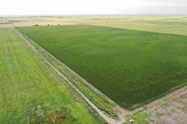Καλλιέργεια καλαμποκιού, επαρχία Μπουένος Άιρες, Αργεντινή. - Φωτογραφία, εικόνα