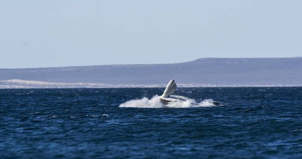 Comportamento di salto delle balene nella penisola Valdes Patagonia, Argentina
 - Foto, immagini