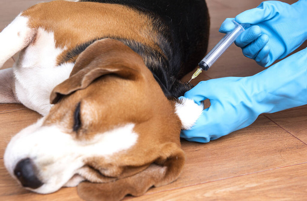 Beagle psi jsou očkováni proti vzteklině a kočičí spalničky vakcíny v domácích nemocnicích lékaři - Fotografie, Obrázek
