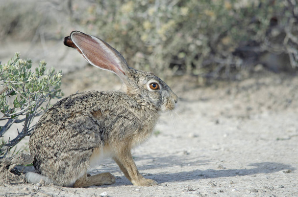 Close-up of Cape Hare in Etosha National Park - Photo, Image
