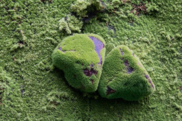 Muschio verde coperto struttura in pietra, sfondo
 - Foto, immagini