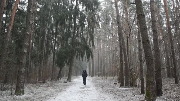 男は、カメラ、松林、スローモーションで雪の中の森の道に沿って歩く - 映像、動画