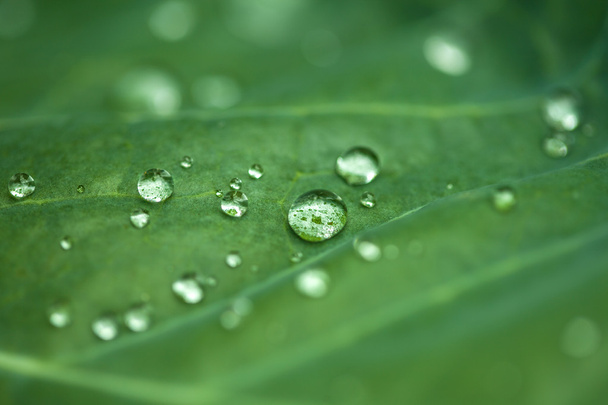 Fundo verde natural com folha e gotas de água
 - Foto, Imagem