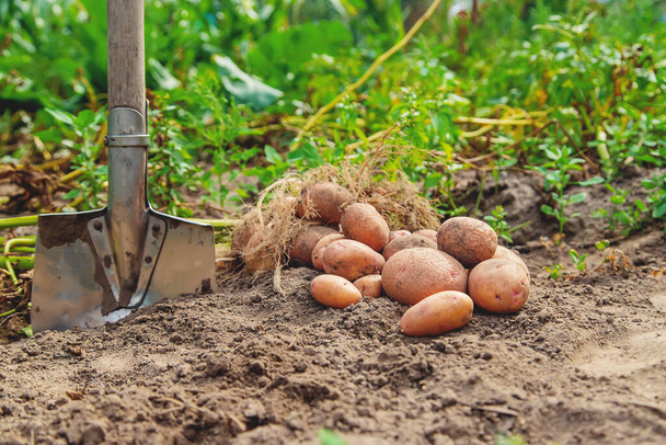 Scavare patate in giardino. Concentrazione selettiva. natura
 - Foto, immagini