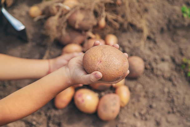 Dig potatoes in the garden. Selective focus. nature - Foto, Imagen