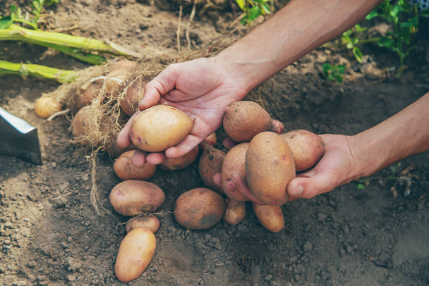 Vykopat brambory na zahradě. Selektivní zaměření. Přírody - Fotografie, Obrázek
