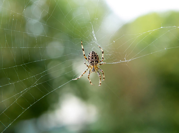  Grande aranha de jardim. Perigo no parque. Teia de aranha de perto. A aranha une uma teia
. - Foto, Imagem