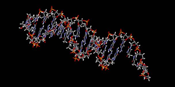 Modelo molecular de material genético con átomos
 - Foto, Imagen
