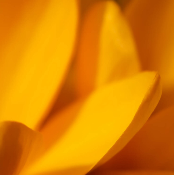 Fondo floral abstracto, flores de azafrán amarillo. Fondo de flores macro para el diseño de la marca de vacaciones - Foto, imagen