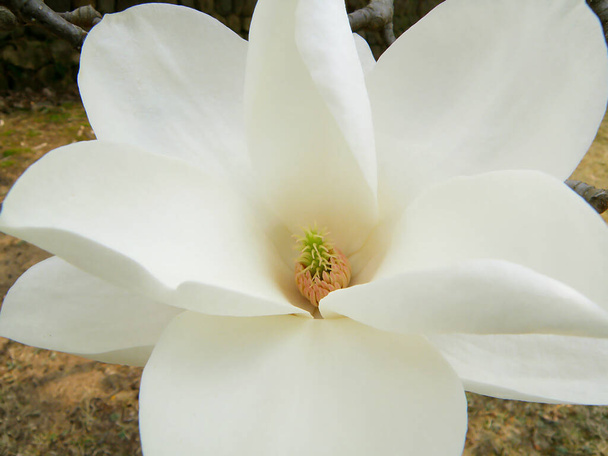 Close-up van Pure White Bloeiende Magnolia Bloem - Foto, afbeelding