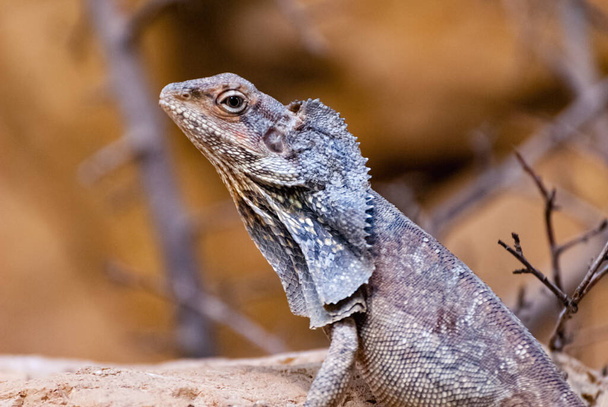 The frilled-necked lizard (Chlamydosaurus kingii), also known commonly as the frilled agama, frilled agama or frilled lizard, is a species of lizard in the family Agamidae. - Photo, Image
