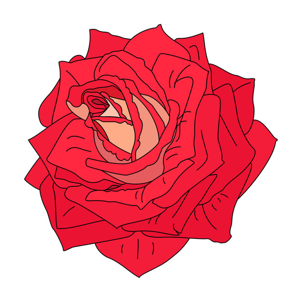 vecteur rose fleur clip art sur fond blanc isolé
 - Vecteur, image