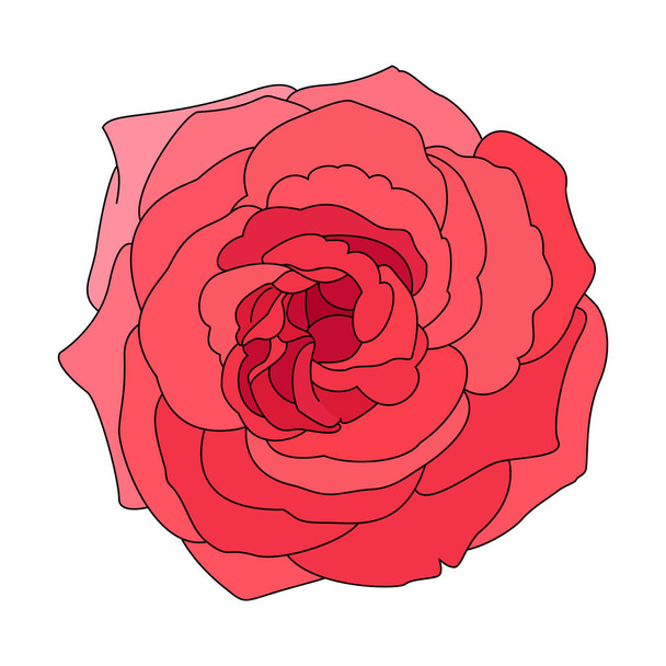 vector rose flower clip art on white isolated background - Vector, afbeelding