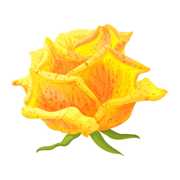 Vektor Rose Blume Clip Art auf weißem isolierten Hintergrund - Vektor, Bild