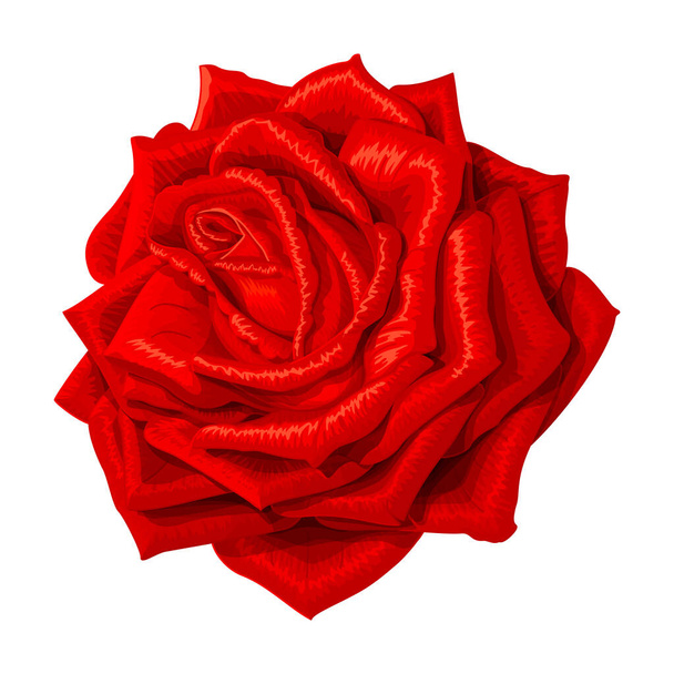 векторна троянда кліпарт на білому ізольованому фоні
 - Вектор, зображення