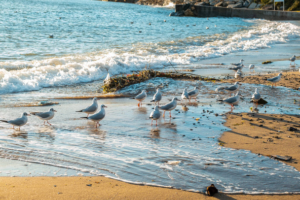 Eine Gruppe Möwen steht auf dem Sand in der Nähe der Küste. - Foto, Bild
