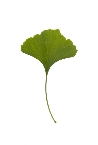 Listy Ginkgo biloba na bílém pozadí - Fotografie, Obrázek