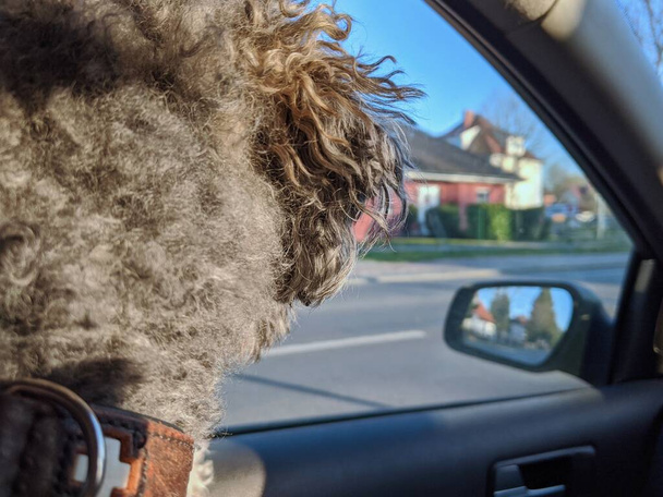 Egy fiatal, bolyhos pudli kutya hátsó ülésén, aki kinézett az ablakon, kétségbeesetten várta, hogy a tulaj visszajöjjön. - Fotó, kép